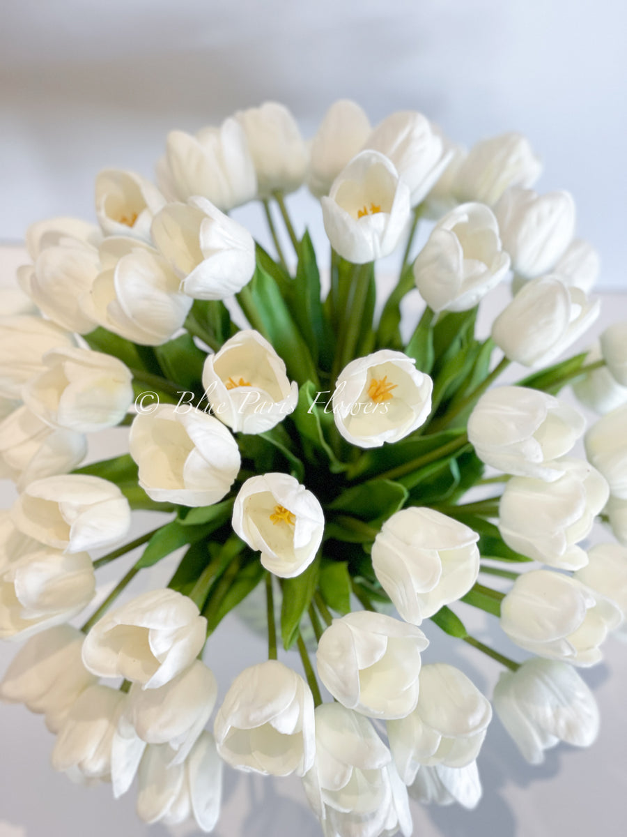 White French Tulips - Florabundance Wholesale Flowers