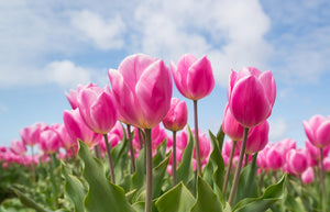 Artificial Tulip Stems