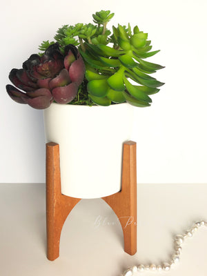 Succulent Arrangements