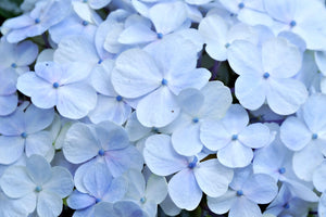 Artificial Hydrangea Stems