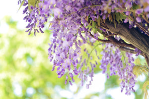 Artificial Wisteria/Delphinium