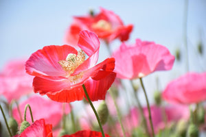 Artificial Poppy Stems
