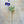 23 Inch Poppy Stem Tall Luxury Quality Artificial Flower | Wedding/Home Decoration | Gifts Decor | Floral Faux Floral, Poppy Stem