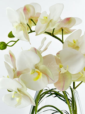Modern Cream 2 Stems Phalaenopsis Orchid Arrangement, Real Touch Orchid in Glass Vase | Table Centerpiece | Floral Decor Flower French Decor