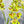 26 inch Boat Orchid Stem Artificial Flowers, Faux Fake Floral Branches, Real Touch Orchid Realistic Home Wedding Kitchen Decor Spring