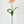 Poppy Stem | 20 Inch Tall High Quality Artificial Flower | Wedding/Home Decoration | Gifts Decor | Floral Faux Floral, Poppy DIY Craft