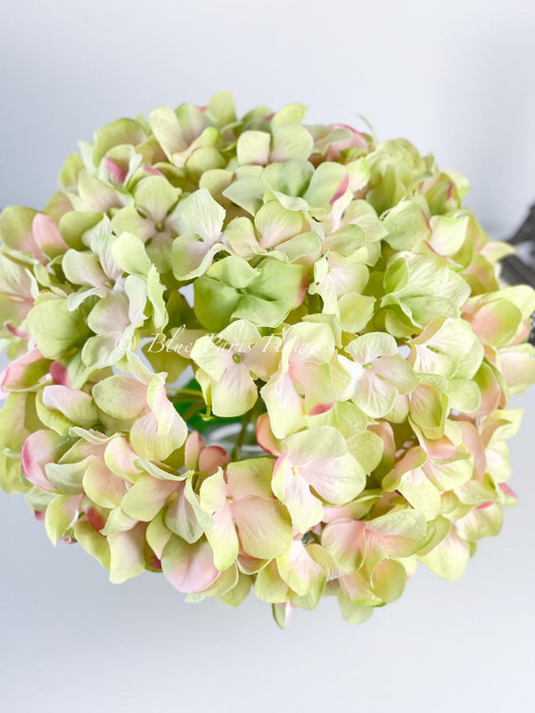 X-Large Head French Green Pink Hydrangea in Vase