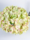 X-Large Head French Green Pink Hydrangea in Vase