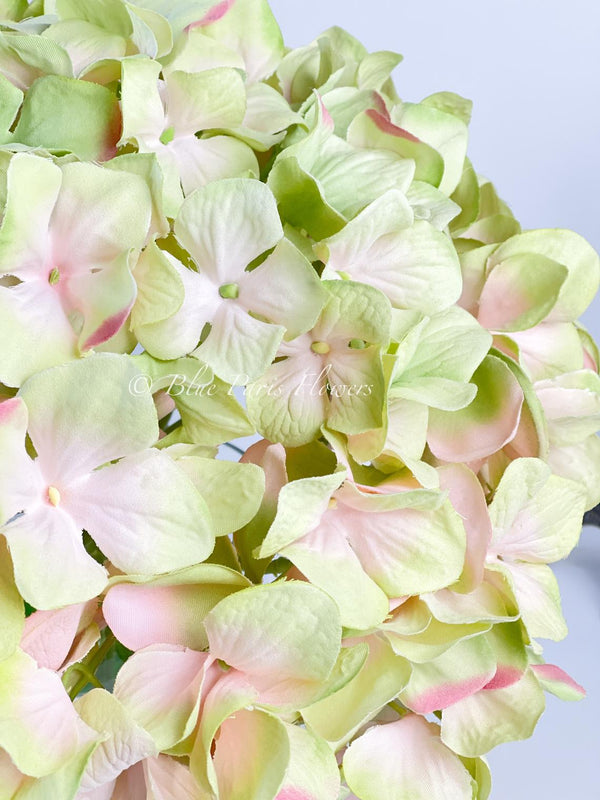 X-Large Head French Green Pink Hydrangea in Vase