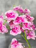 Magenta Pink 3 Stems Phalaenopsis Orchid Arrangement, Real Touch Flower in Glass Vase | Table Centerpiece | Floral Decor Flower Arrangement