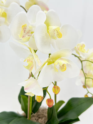 Ivory White 3 Stems Phalaenopsis Orchid Arrangement, Real Touch Flower in Gold Vase | Table Centerpiece | Floral Decor | Flower Arrangement