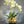 Ivory White 3 Stems Phalaenopsis Orchid Arrangement, Real Touch Flower in Gold Vase | Table Centerpiece | Floral Decor | Flower Arrangement