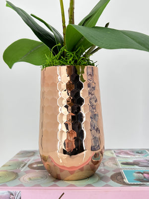 Faux White Double Stems Phalaenopsis Orchid Arrangement, Real Touch Flower in Vase