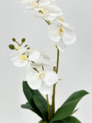 Faux White Double Stems Phalaenopsis Orchid Arrangement, Real Touch Flower in Vase